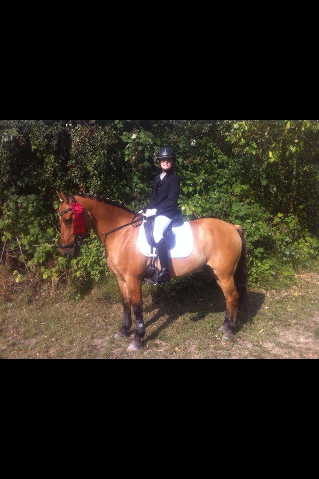 Anden særlig race Bayli  - Stolt pony ejer vender lykkeligt hjem<3 billede 12