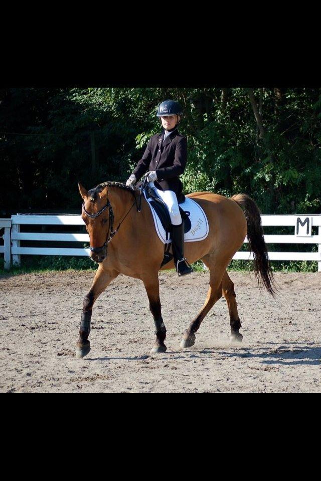 Anden særlig race Bayli  - Verdens bedste Bayli <3 Stævne på Diamanten til 70,05% <3 billede 10