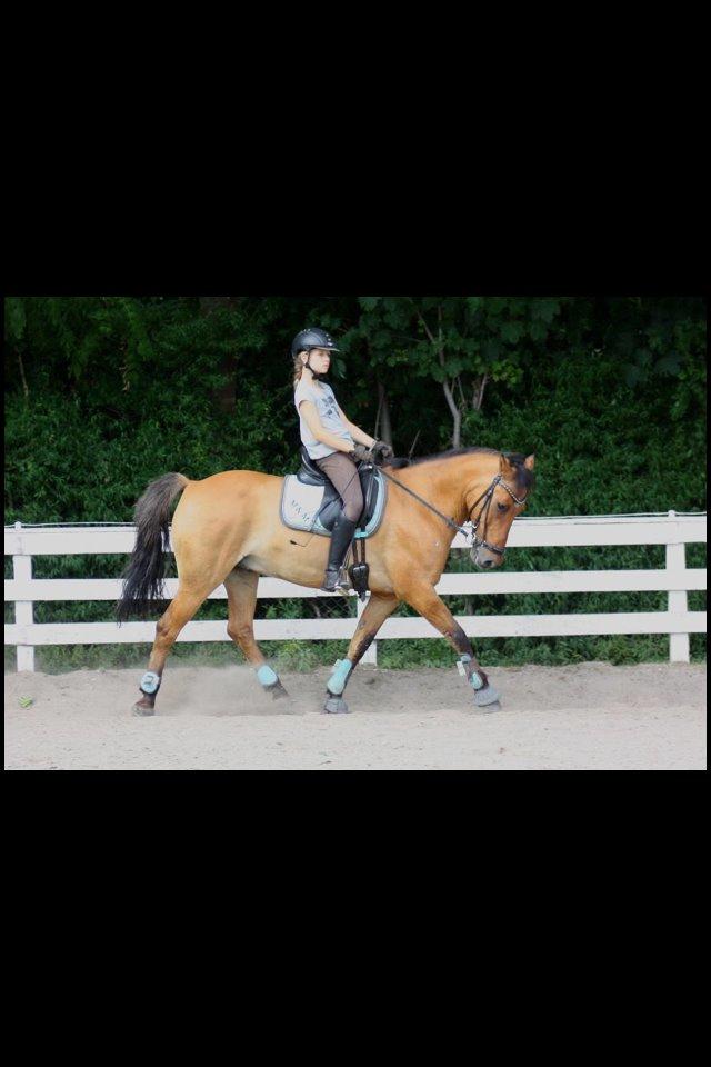 Anden særlig race Bayli  - Træning <3 billede 11