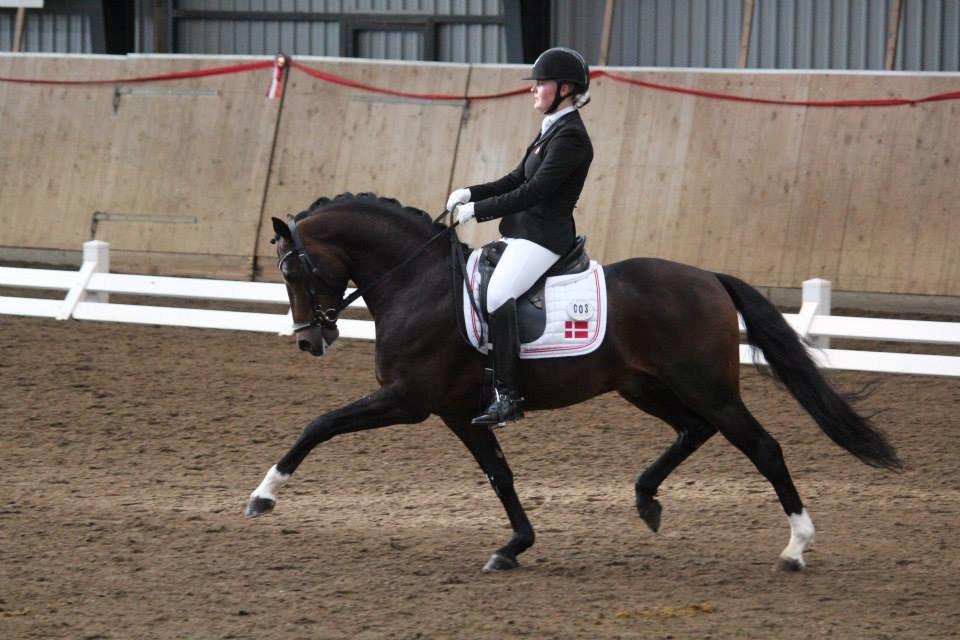 Welsh Partbred (Sec F) Bjerregårds Mozart billede 1