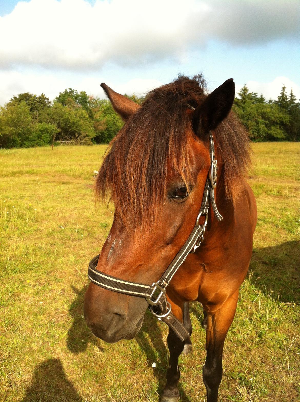 Anden særlig race Filur (solgt ) billede 1