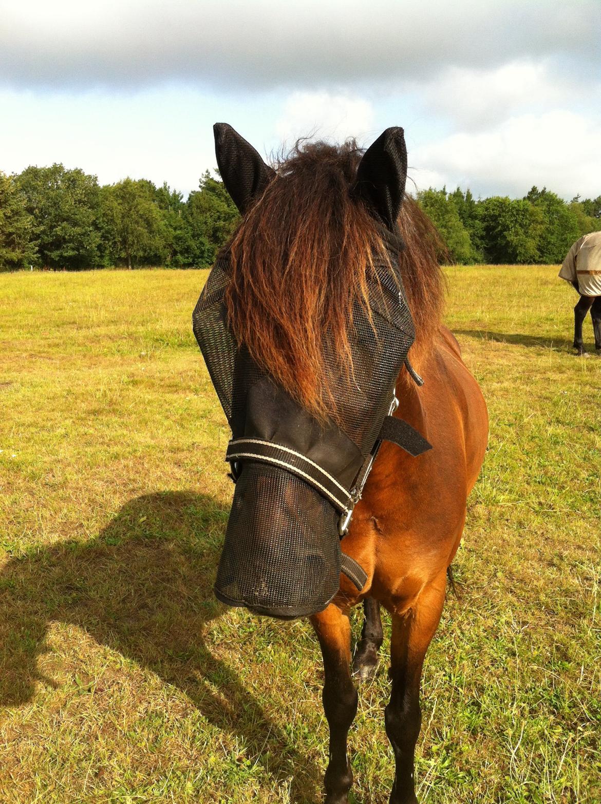 Anden særlig race Filur (solgt ) billede 2