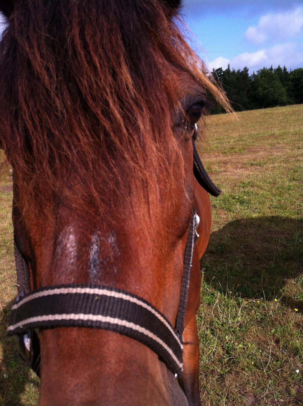 Anden særlig race Filur (solgt ) billede 3