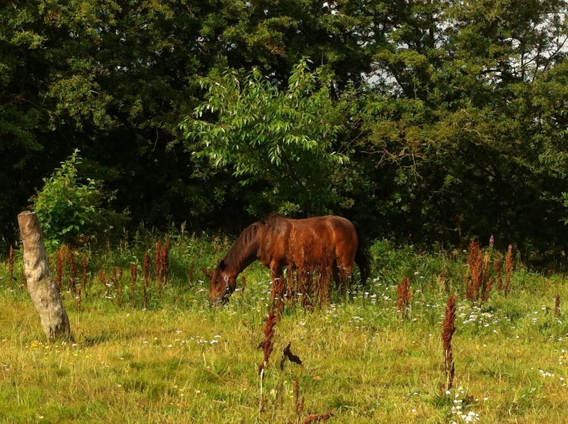 Anden særlig race Filur (solgt ) billede 4