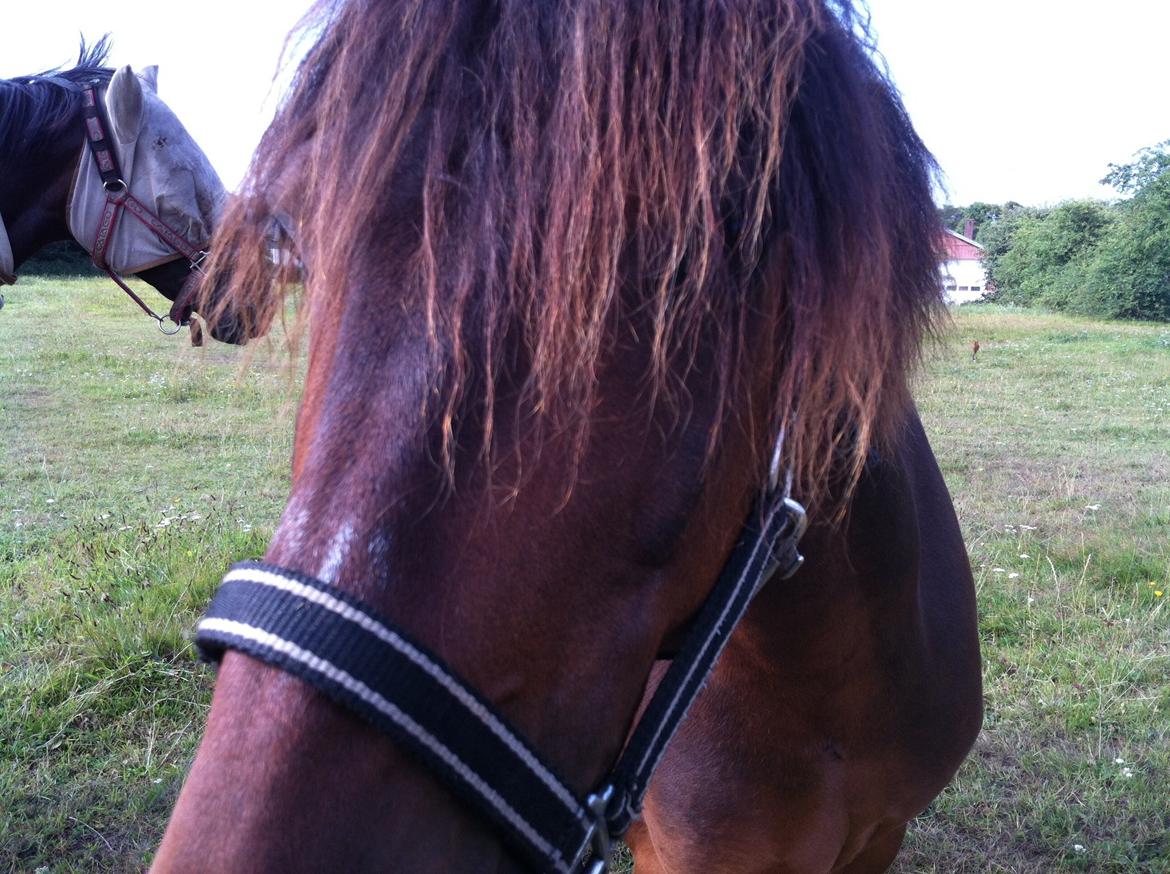 Anden særlig race Filur (solgt ) billede 6