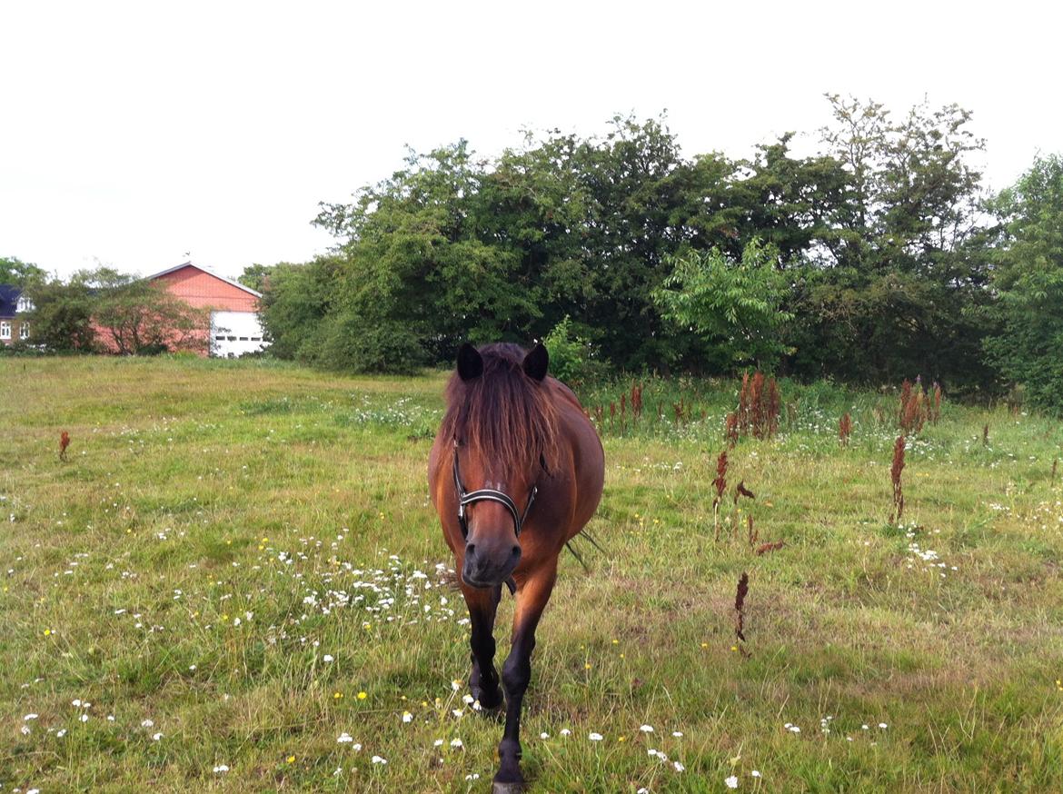 Anden særlig race Filur (solgt ) billede 7
