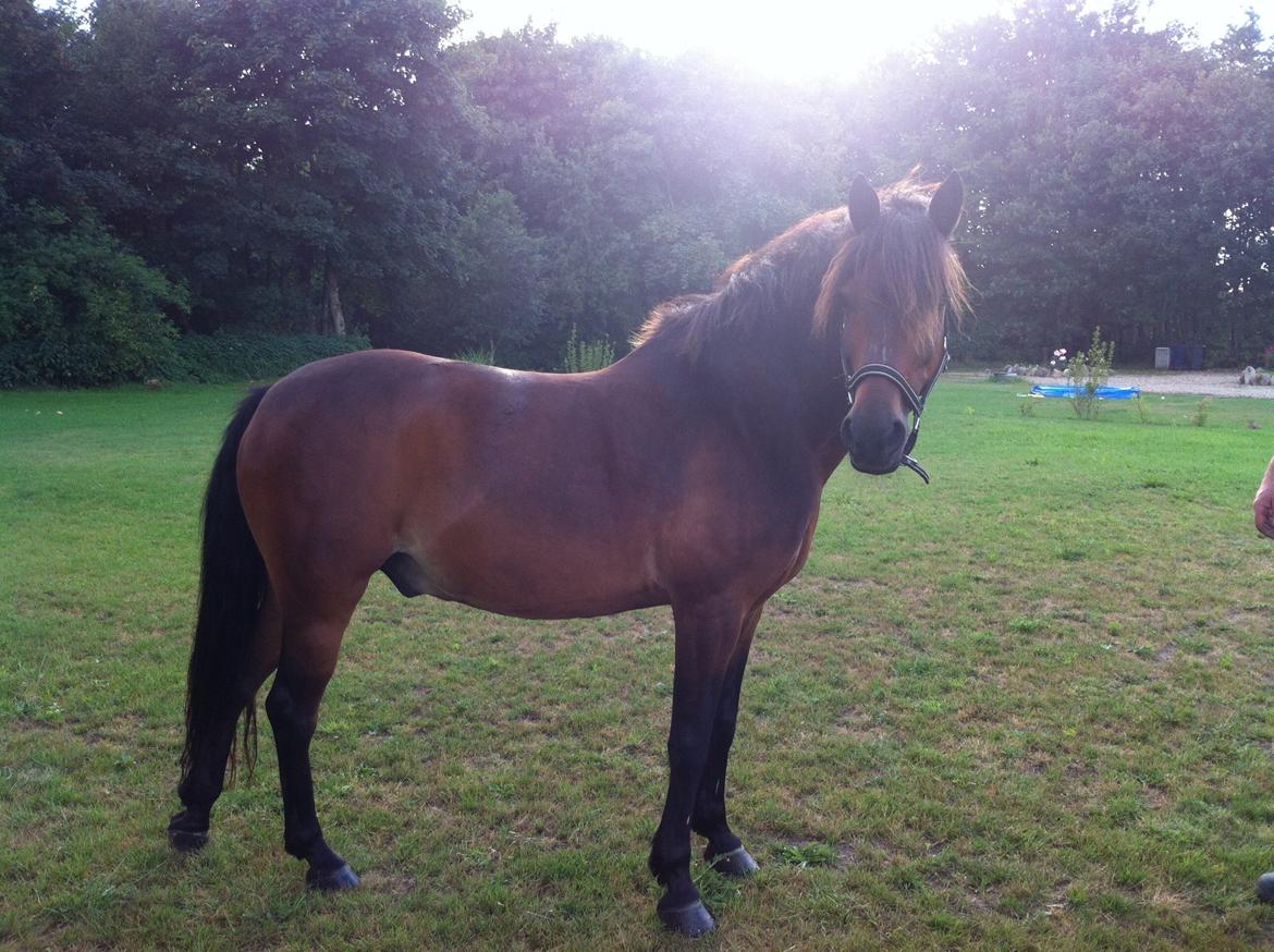 Anden særlig race Filur (solgt ) billede 10