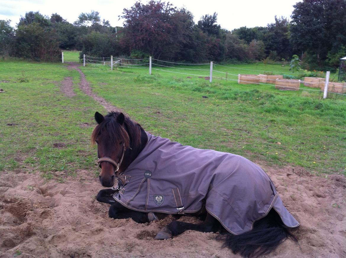 Anden særlig race Filur (solgt ) billede 5