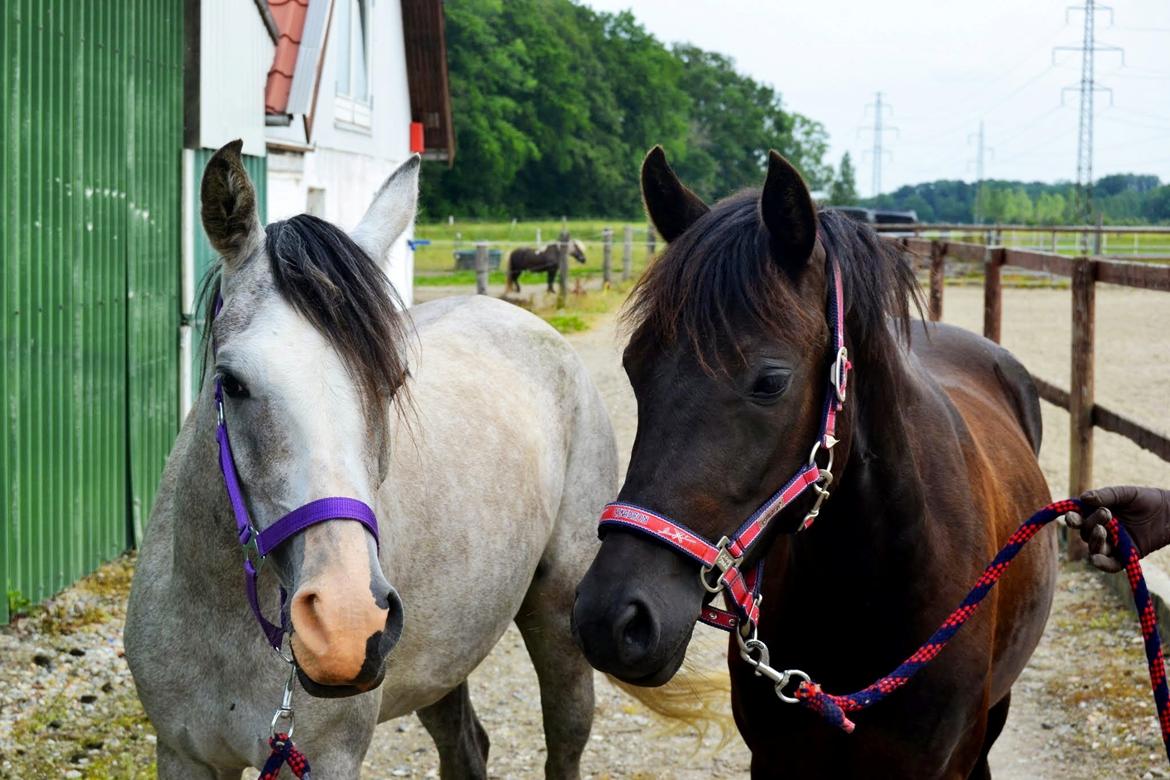 Anden særlig race Asgårds Frigg<3 - Frigg og hendes bedste ven Olympic<3 billede 6