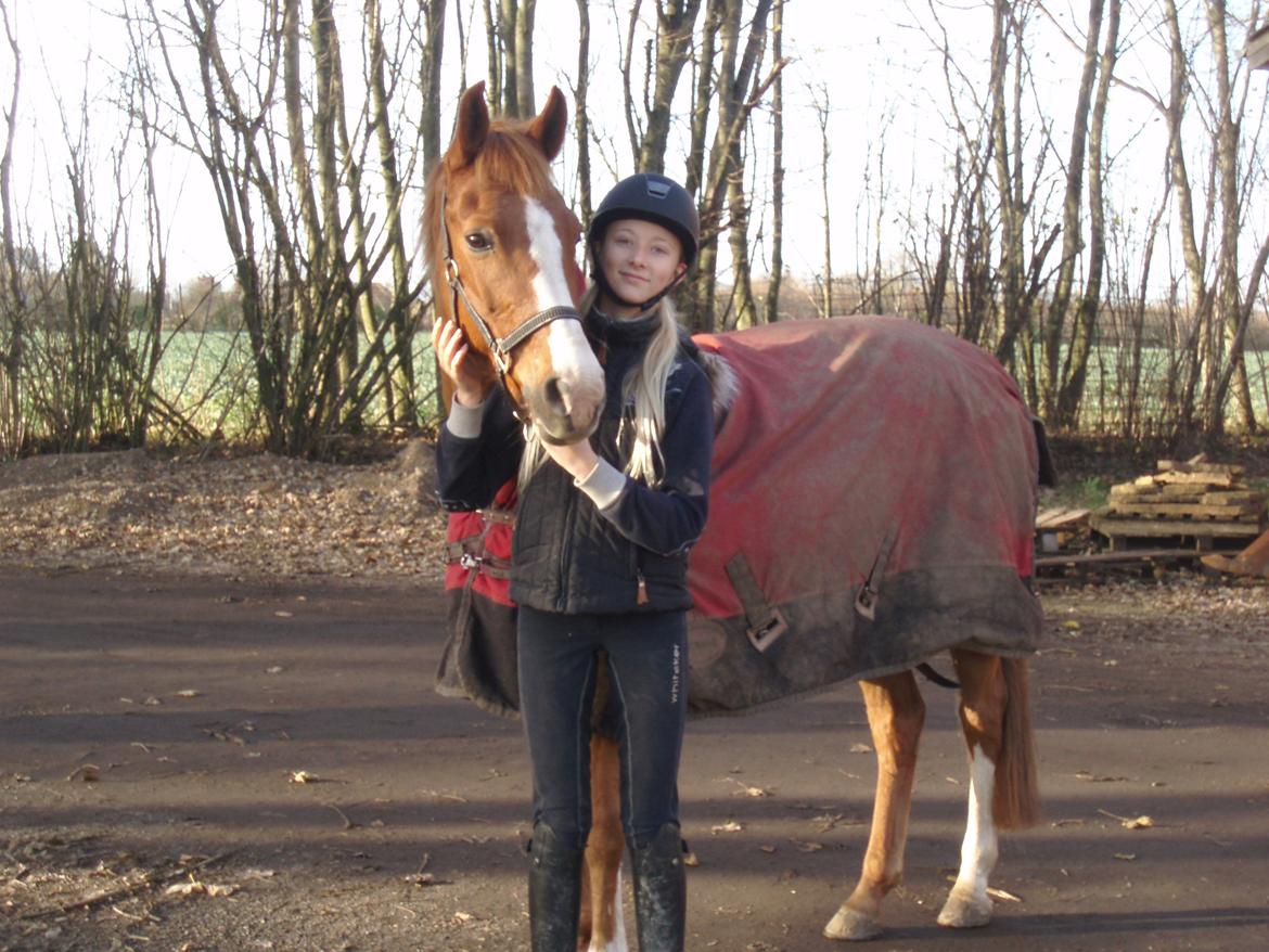 New Forest Cappucino - 17/11/13, første gang hos min dressurunderviser. <3 billede 5