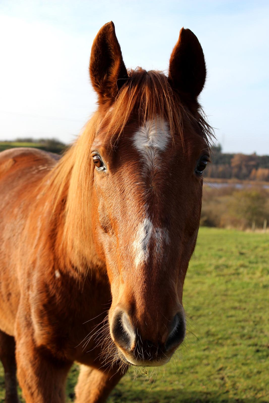 Anden særlig race Chivas [Har redet] - November 2013 billede 14