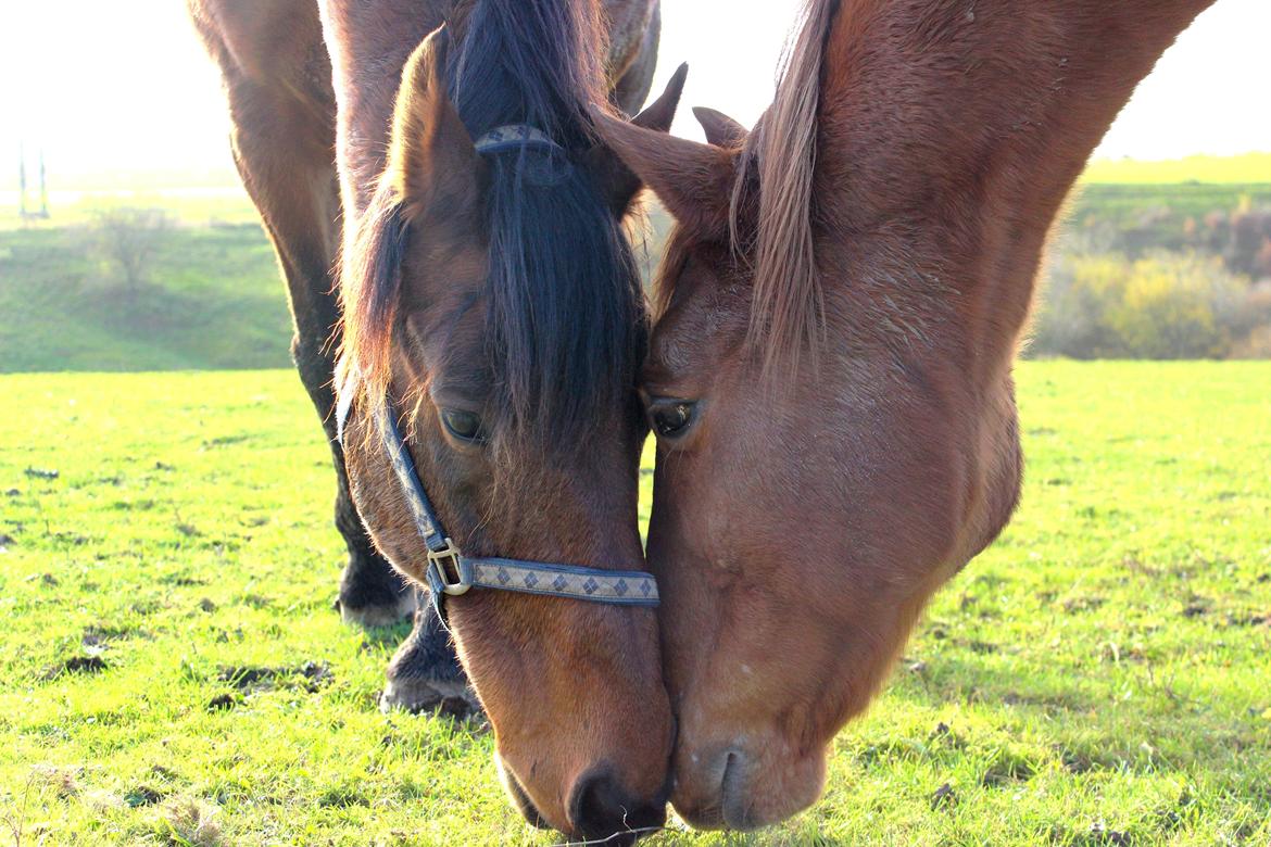 Anden særlig race Chivas [Har redet] - Chivas og Marki, november 2013 billede 20