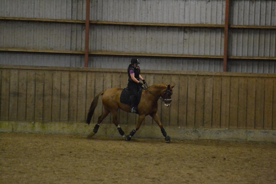 Dansk Varmblod Schnell's Disco Dancer - Undervisning. 13-11-2013 billede 15