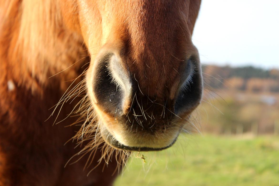 Anden særlig race Chivas [Har redet] - And I'll hold my breath, I'll hold my breath. Until you see me in your dreams. billede 16