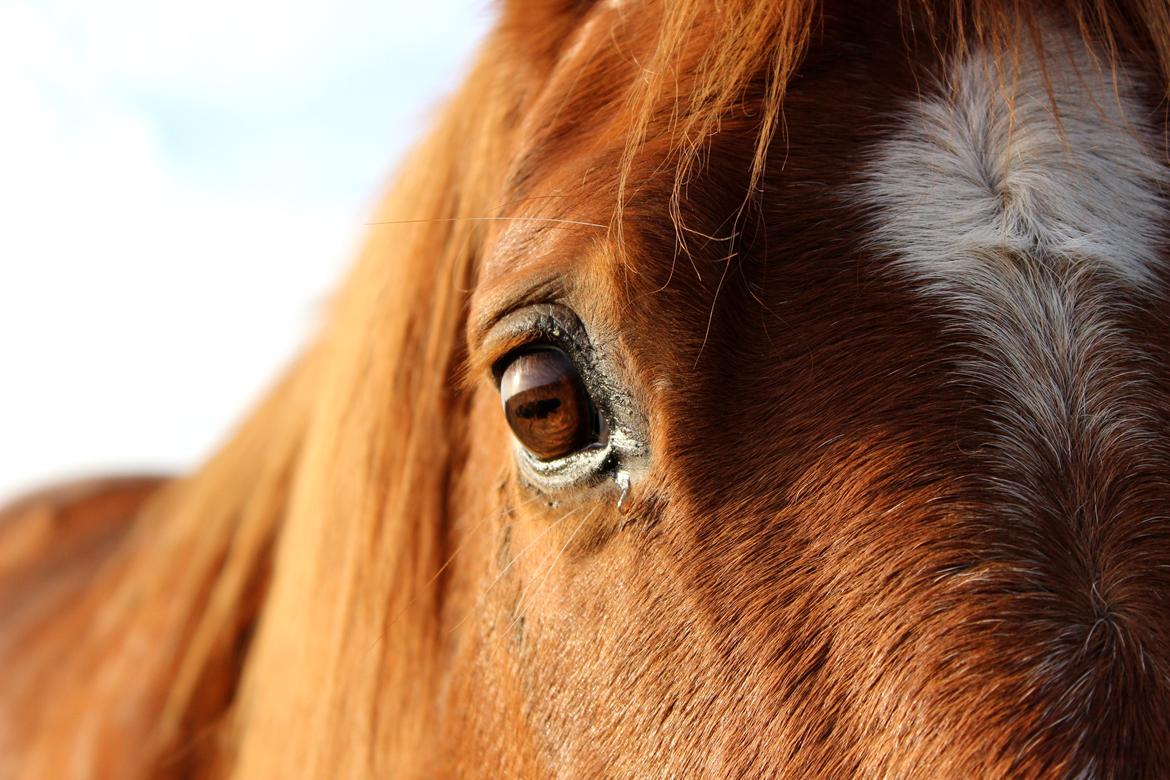 Anden særlig race Chivas [Har redet] - “The most beautiful thing we can experience is the mysterious. It is the source of all true art and all science. He to whom this emotion is a stranger, who can no longer pause to wonder and stand rapt in awe, is as good as dead: his eyes are closed.”  billede 9