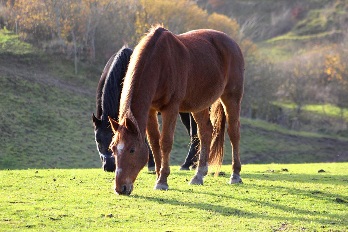 Anden særlig race Chivas [Har redet] - November 2013 billede 18