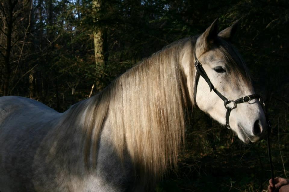 Pura Raza Española Jabulani - Smukke drømme hest. billede 15
