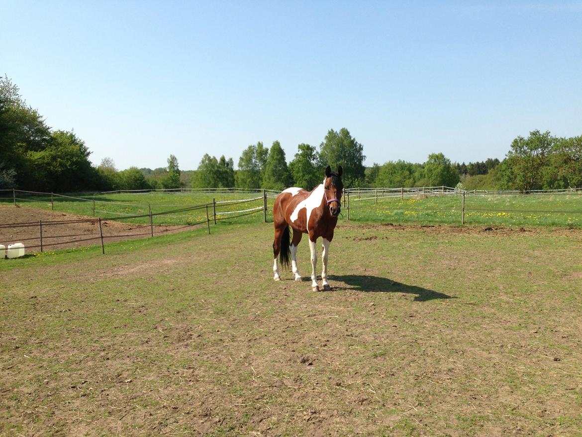 Pinto Araber American Love - pony på fold billede 18