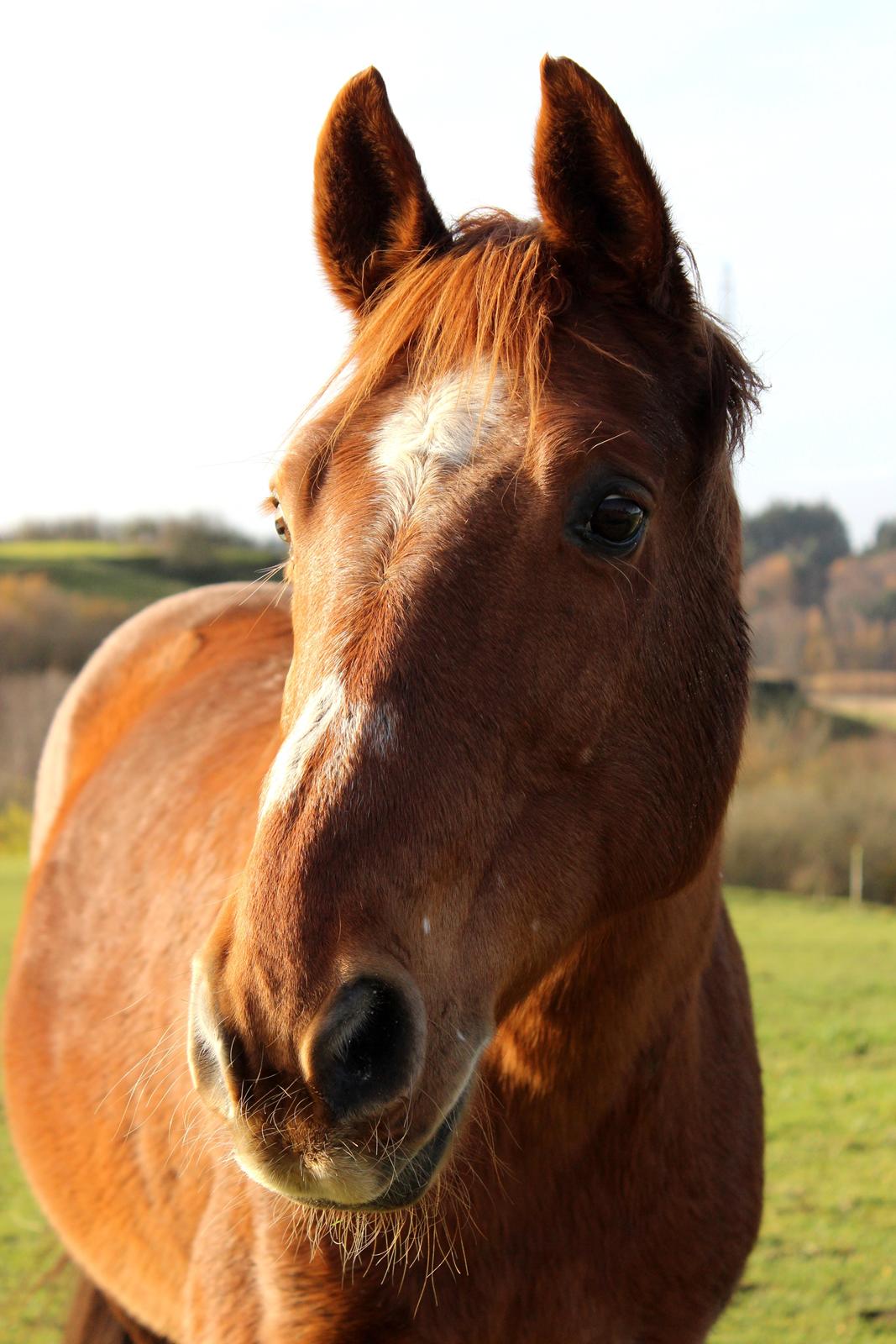 Anden særlig race Chivas [Har redet] - November 2013 billede 1