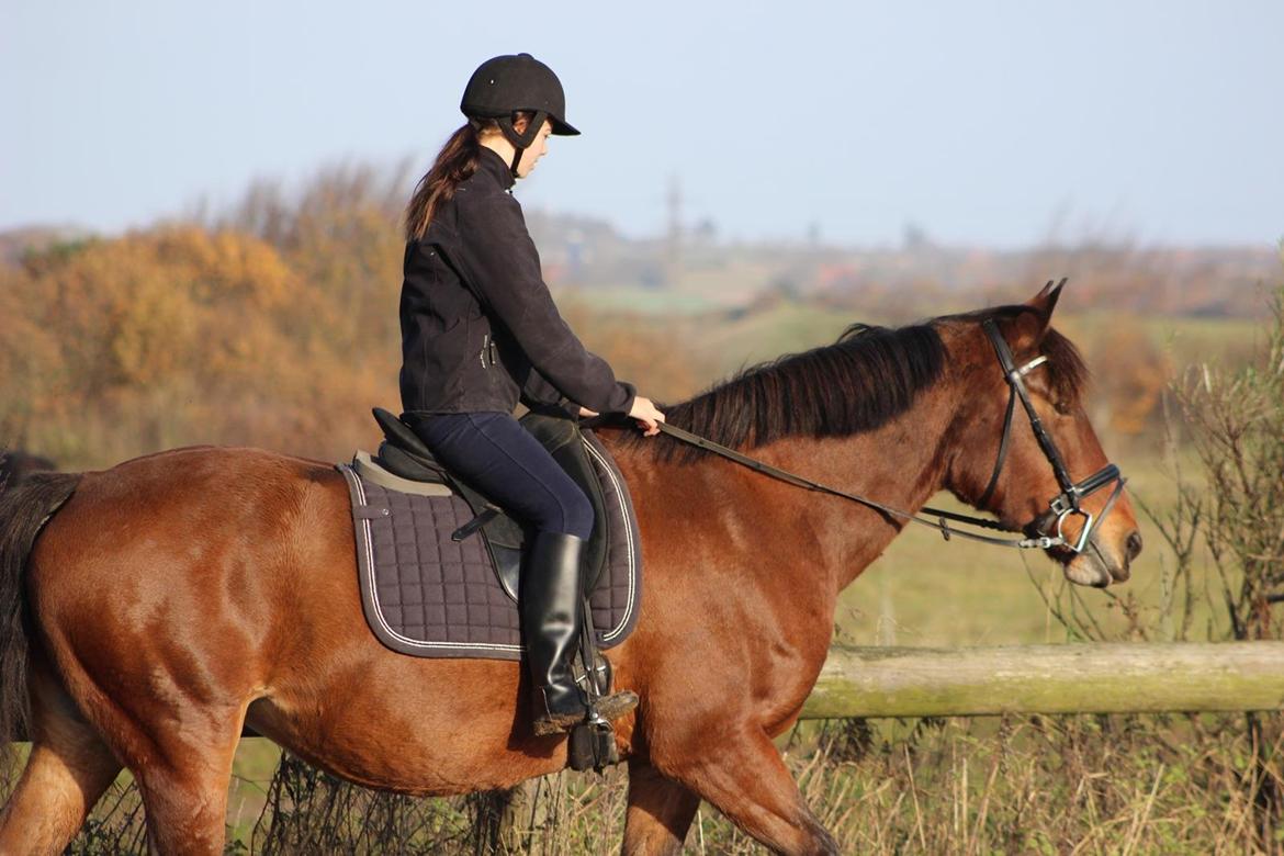 Dansk Varmblod Lady Sazet [Tidl. part] - November 2013 Foto: ©LindgreenPhotography billede 5