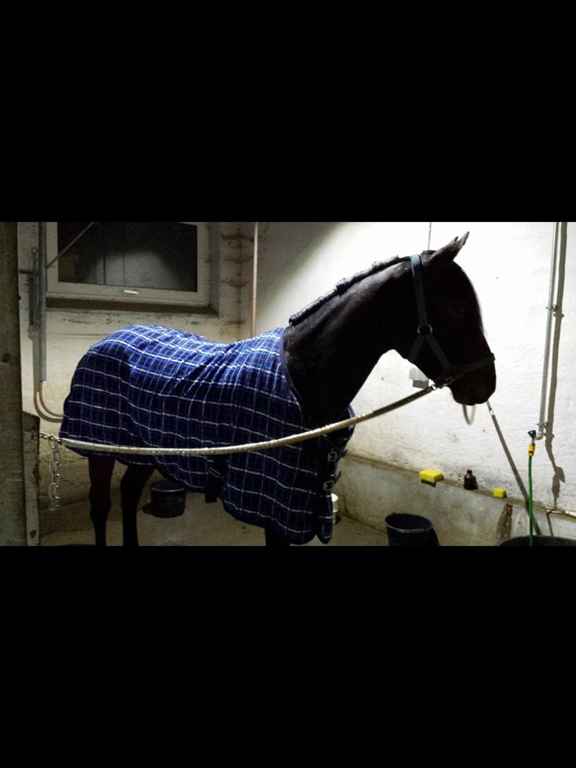 Anden særlig race Dumle<3  billede 1