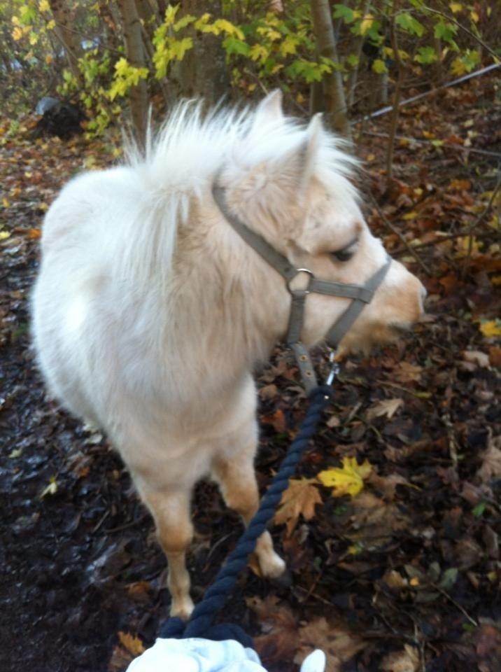 Welsh Partbred (Sec F) Marnows Princess In Pink -tidligere pony billede 9