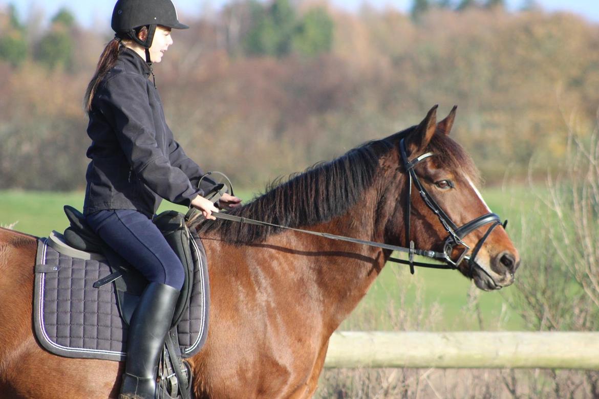 Dansk Varmblod Lady Sazet [Tidl. part] - November 2013 Foto: ©LindgreenPhotography billede 10