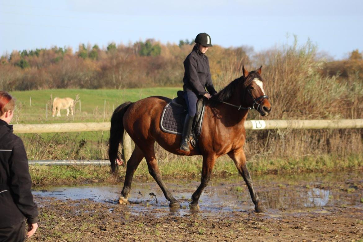 Dansk Varmblod Lady Sazet [Tidl. part] - November 2013 Foto: ©LindgreenPhotography billede 15