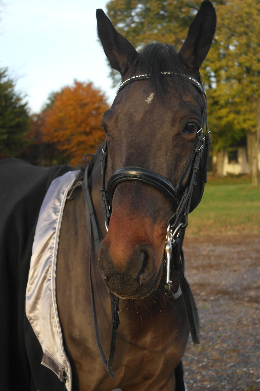 Dansk Varmblod Casino Royale SOLGT billede 20