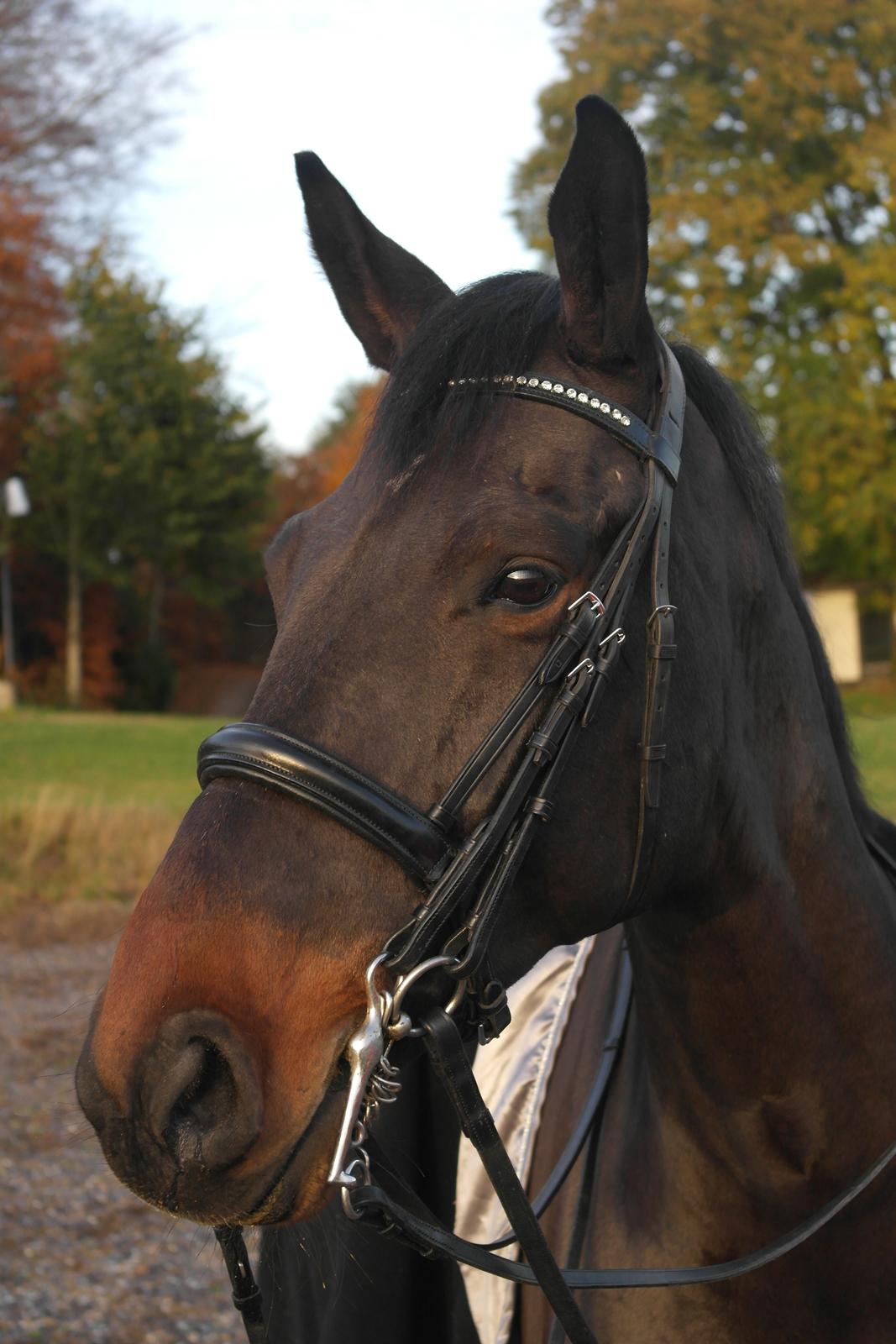 Dansk Varmblod Casino Royale SOLGT billede 21