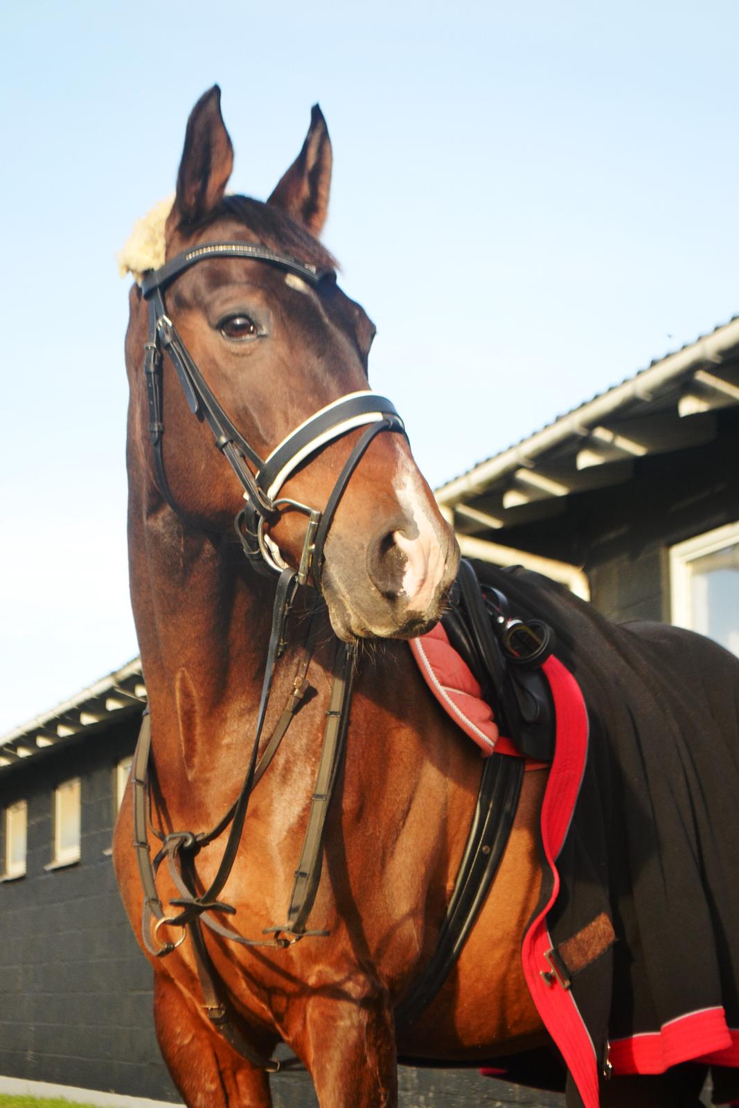 Fuldblod (XX) Fly - Min prins<3 billede 5