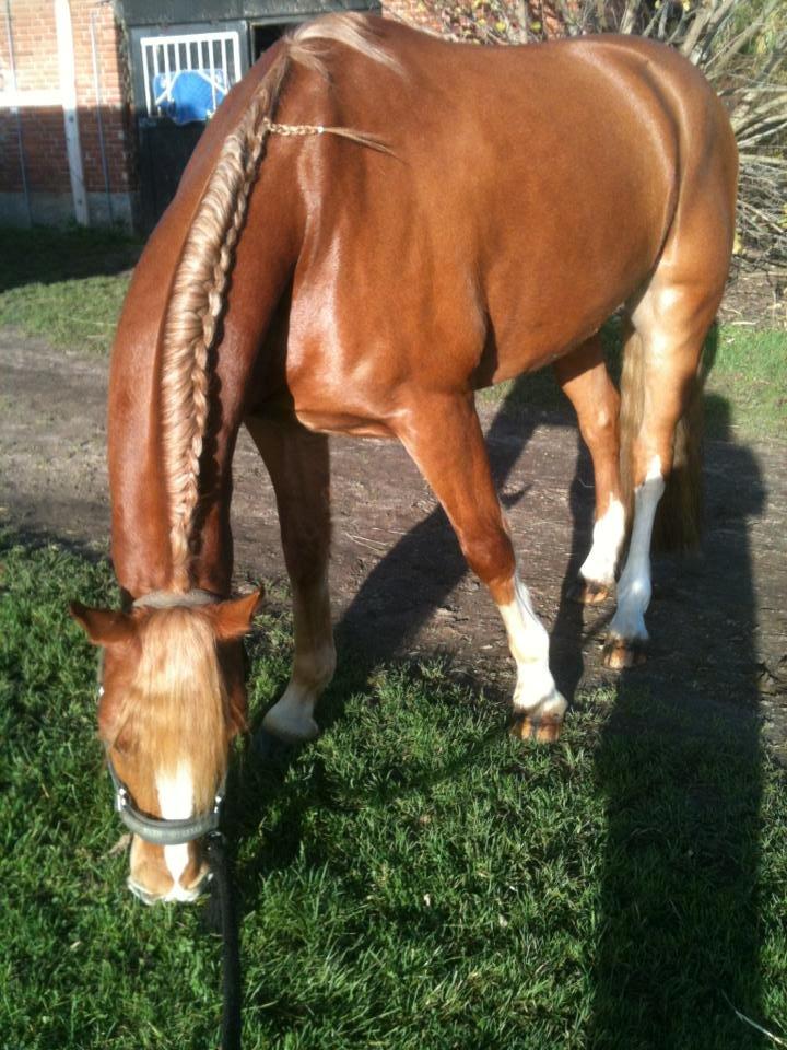 Palomino Reballe Galium (Gabriel) billede 9