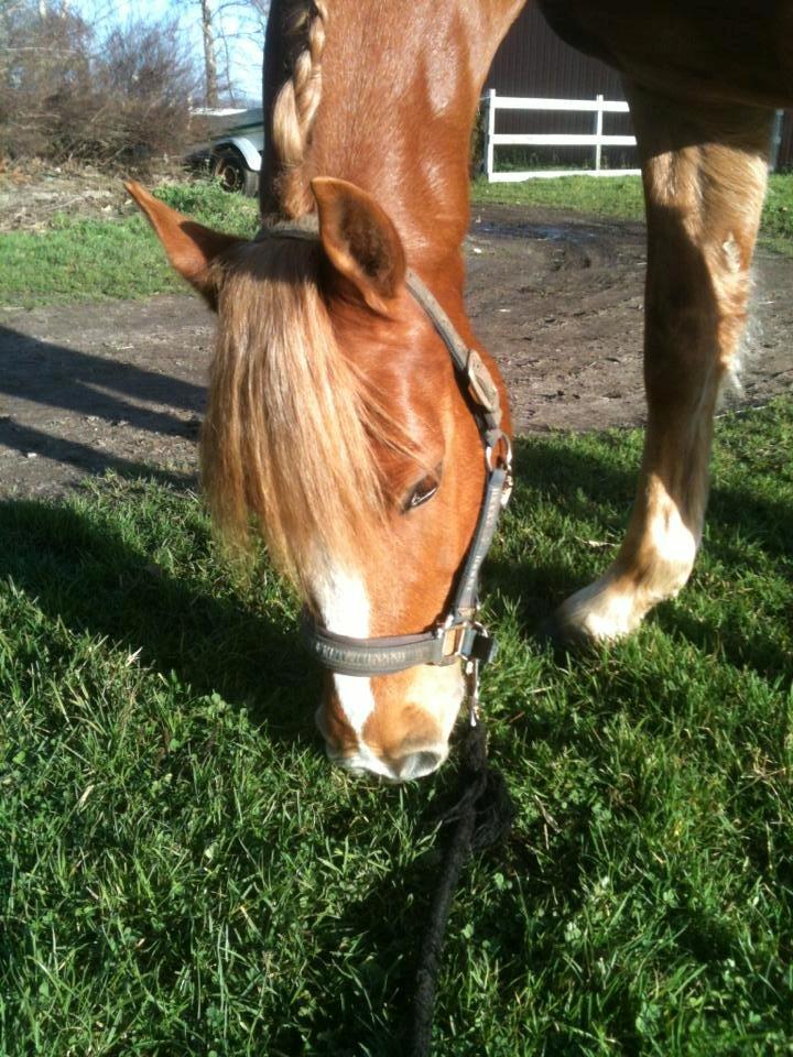 Palomino Reballe Galium (Gabriel) billede 11