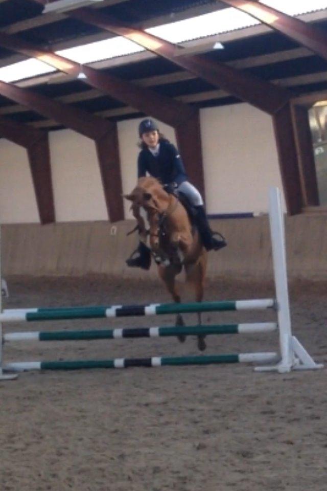 DSP Lintrupgaard Cavito - Stævne på NSR 17-11-13 billede 13