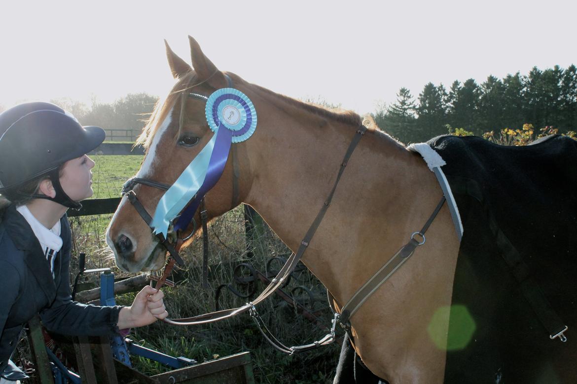 DSP Lintrupgaard Cavito - Elsker dig af hele mit hjerte Cavi <3  billede 15