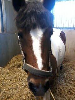 Pinto Gaisha - Geisha efter et fantastisk, og virkelig godt stævne!<3 - Det var dressurcup, og vi fik 58,9% måske ikke så meget, men jeg synes det gik godt... Og hun gik til bidet!<3<3<3 billede 12