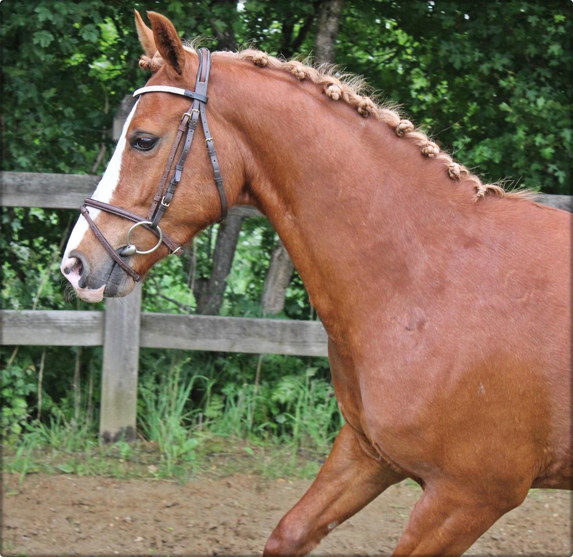 Anden særlig race RONALDO(Nalle) *A-PONY* billede 26