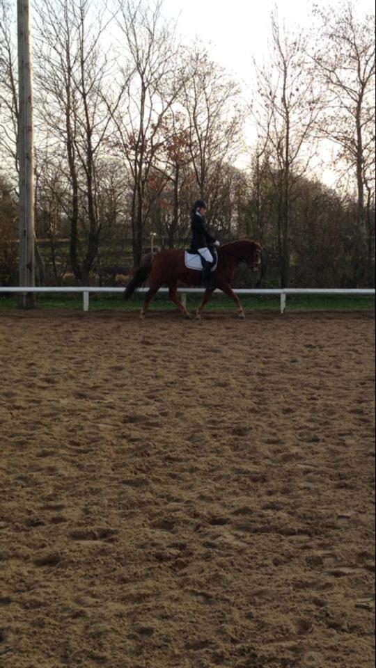 New Forest Spirit (Tidl. part) - Stjerne pony <3 LC1 til 67% første u.placeret, og en 1 plads i LD1 til 69% stævne helle rideklub, 17 november 2013 billede 11