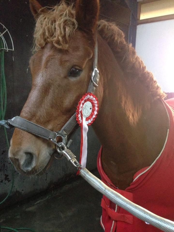 New Forest Spirit (Tidl. part) - Krøltop, hæhæ billede 17