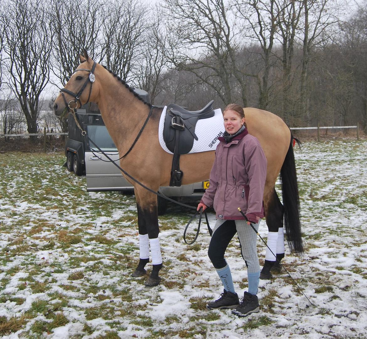 Akhal-Tekiner SHERHAN - Dressurstævne i Frederikshavn Rideklub den 17. feb. 2013
 billede 18