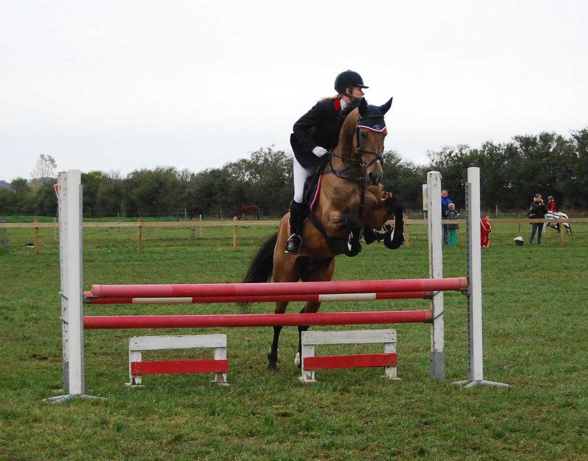 Akhal-Tekiner SHERHAN - D-stævne i DRLR den 19. oktober 2013 billede 20