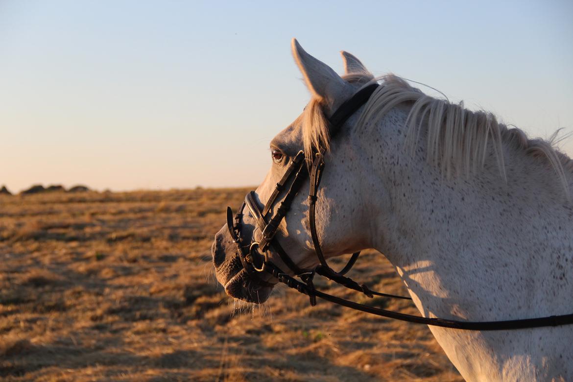 Anden særlig race Boss billede 3