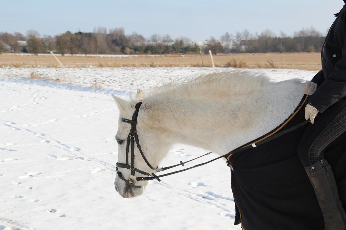 Anden særlig race Boss billede 5