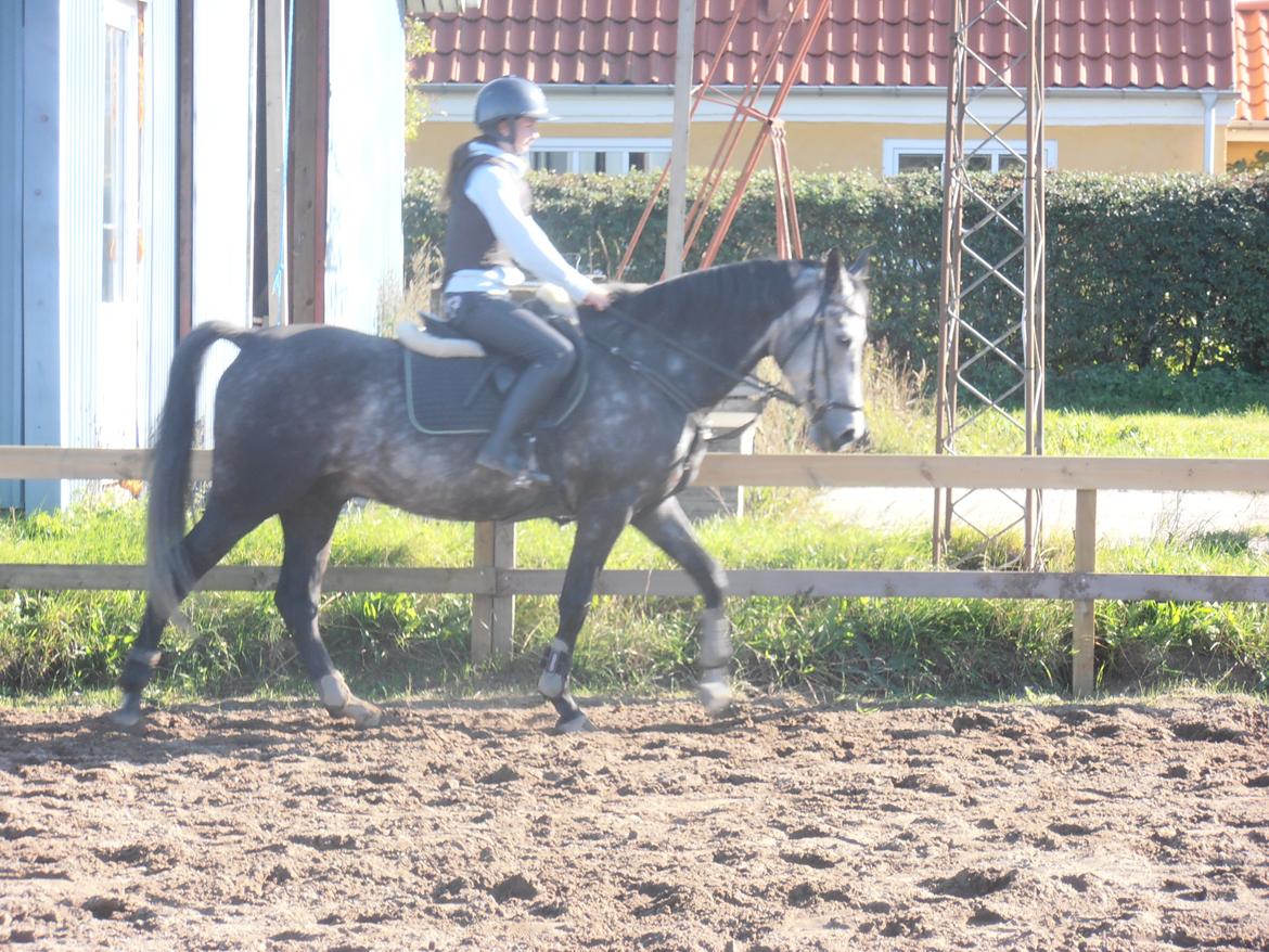 Anden særlig race soleo - anden gang jeg red ham i spring <3 billede 1