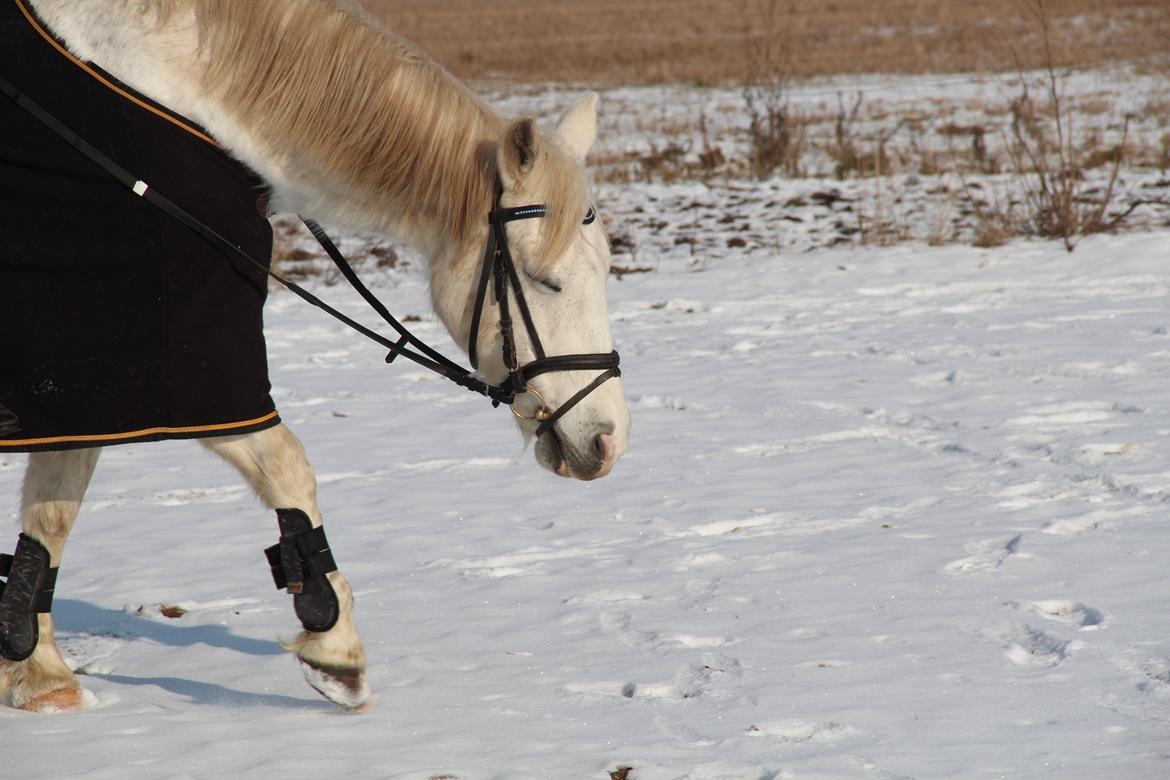 Anden særlig race Boss billede 6