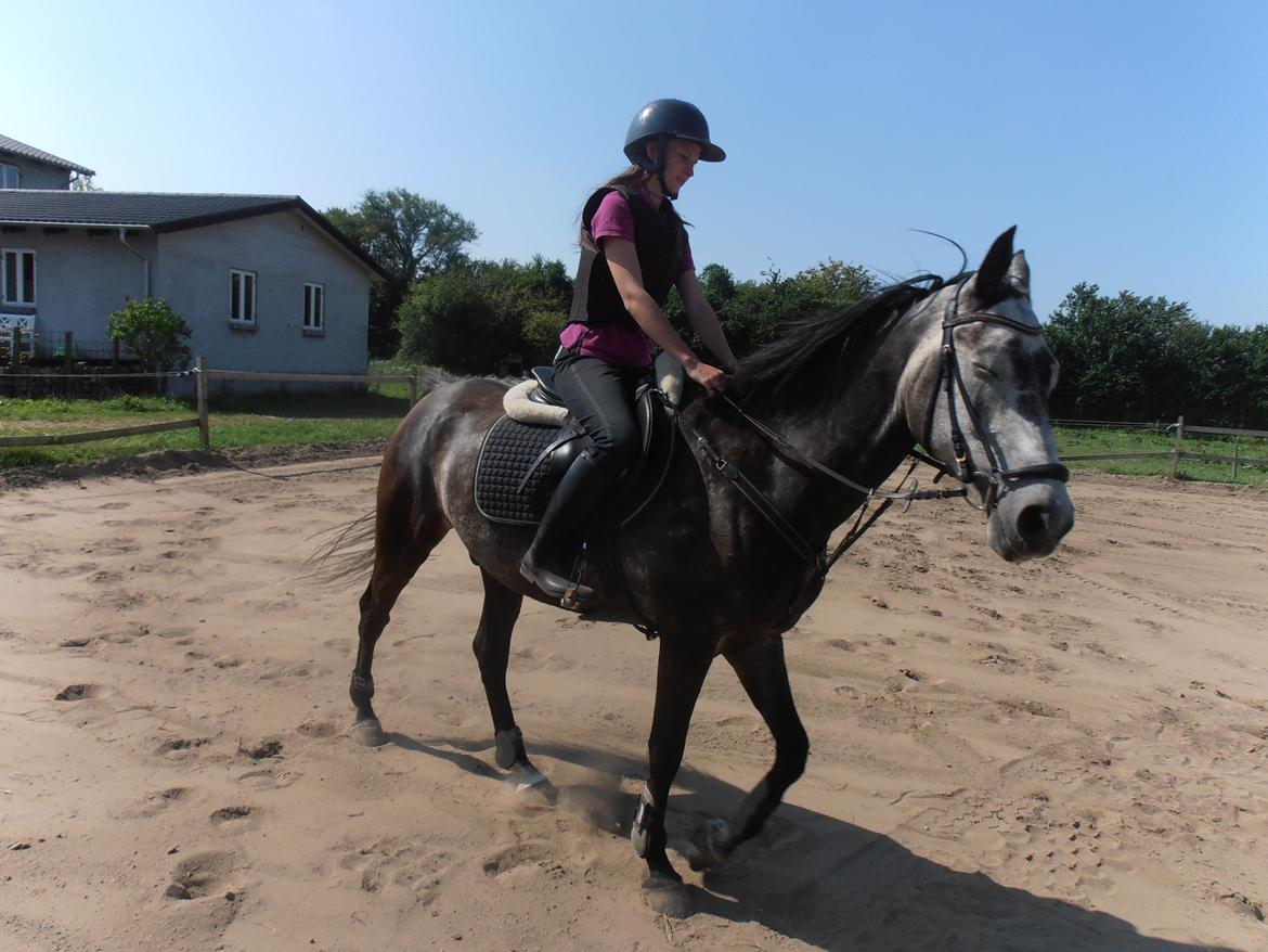 Anden særlig race soleo - første gang jeg red ham <3 billede 2