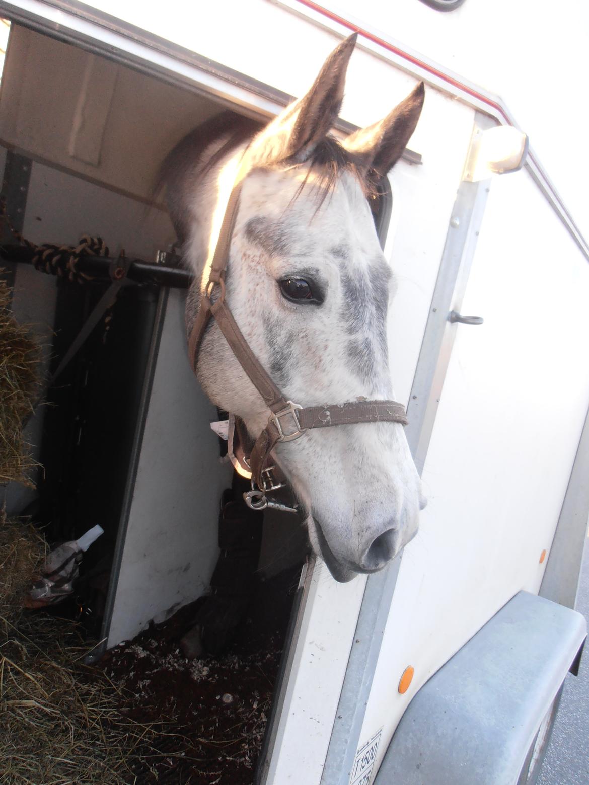 Anden særlig race soleo - på vej hjem med soleo d. 17-11-13 <3 her er vi i sverige <3 billede 5