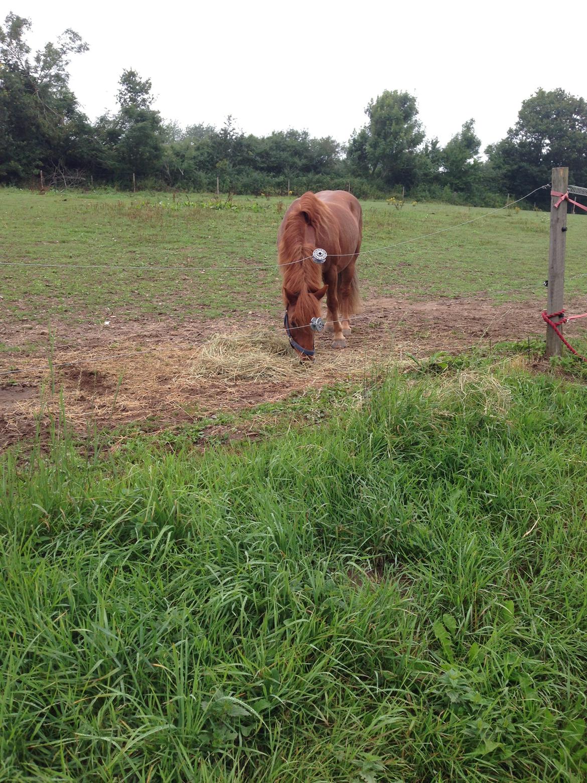 Anden særlig race Tarzan billede 6