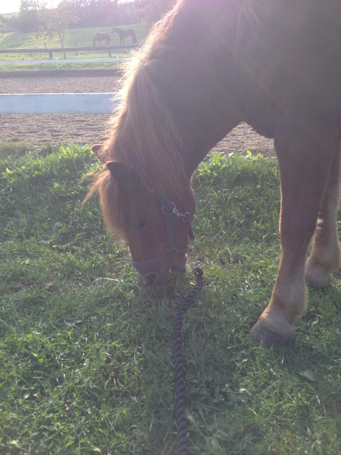 Anden særlig race Tarzan - <3 billede 7