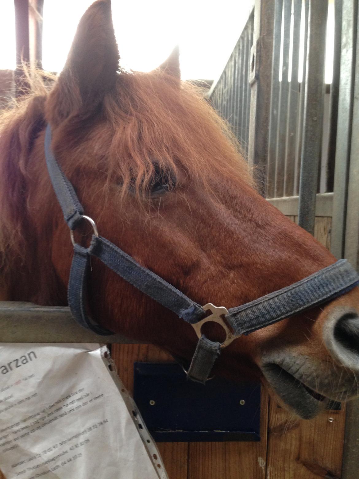 Anden særlig race Tarzan - Min lille Mimme <3 billede 1